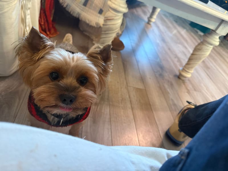 Close-up of Pippin on a wood floor, looking up at the camera with the tip of his tongue out, wearing a red and black fleece.